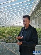 西藏白朗县提档升级蔬菜产业助力脱贫增收见闻