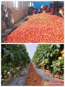 弥阳镇3000亩大棚番茄可促农增收6372万元