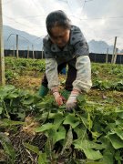 右江区龙和村发展无公害蔬菜种植助增收