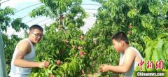 新疆兵团在高纬地区建特色水果种植基地巩固脱贫成果