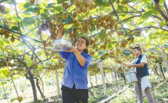 上半年陕西水果网络零售额居全国第二 排名仅次于山东