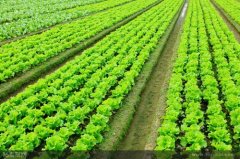 种植蔬菜如何做到无公害施肥
